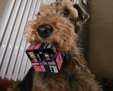 a dog holds a rubik 's cube in its mouth with a picture of a man on it