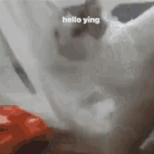Hello Ying GIF - Hello Ying My GIFs