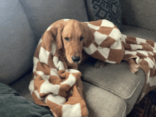 a dog wrapped in a brown and white checkered blanket on a couch
