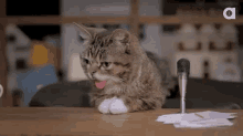 Interesting Point GIF - Cat Tongue Dumb GIFs