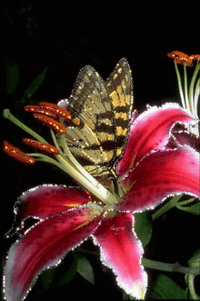 flower butterfly glitter sparkle art