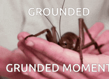 Bug Grounded GIF - Bug Grounded Grounded Moment GIFs