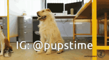 a dog is standing in front of a desk with the caption ig @pupstime
