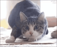 Cat Wiggle GIF - Cat Wiggle Anime GIFs