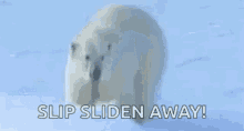 Playing In The Snow Polar Bear GIF - Playing In The Snow Polar Bear Snow GIFs