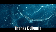 Thanksbulgaria Owl GIF - Thanksbulgaria Bulgaria Thanks GIFs