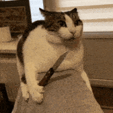 GIF