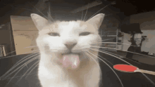 Bleh Bleh Cat GIF - Bleh Bleh Cat Spinning Cat GIFs