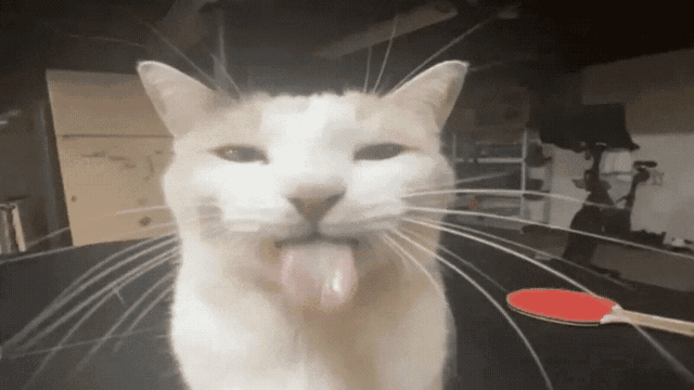 Bleh Bleh Cat GIF - Bleh Bleh Cat Spinning Cat - Discover & Share GIFs