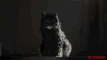 Staring Pussy Cat GIF - Staring Pussy Cat Stalking GIFs