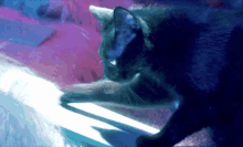 Mietse Grover GIF - Mietse Grover Cat GIFs