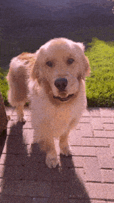 a golden retriever standing on a brick sidewalk