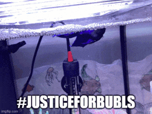 Justice For Bubls Stephen Fish Bubls GIF - Justice For Bubls Bubls Stephen Fish Bubls GIFs