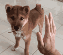 High Five Pet GIF - High Five Pet Dog GIFs