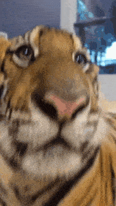 Tiger Hot Tiger GIF