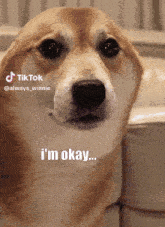 Kenchana Dog Shiba GIF - Kenchana Dog Shiba Im Okay GIFs