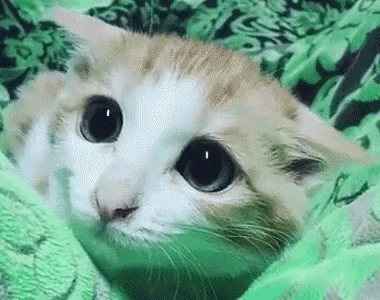 13 cat GIFs that are so cute we just can't – The Eyeopener