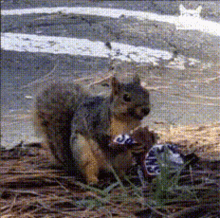 Squirrel Squirrel Eating Snickers GIF - Squirrel Squirrel Eating Snickers Funny GIFs