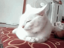 Cat Face Palm GIF - Cat Face Palm Lazy GIFs