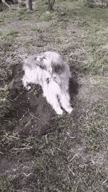 Kratu Digging GIF - Kratu Digging Fluffy GIFs