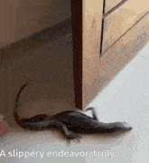 a lizard is crawling on the floor next to a door with the words " a slippery endeavor truly " below it