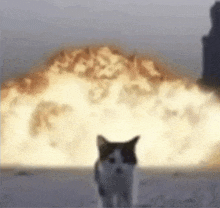 Explosion Kitty GIF
