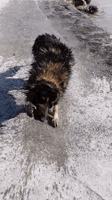 Dog Water GIF - Dog Water Shake GIFs