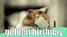Golden Birthday GIF - Golden Birthday Golden Birthday GIFs
