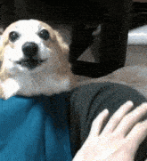 a dog laying on a person 's lap with a blue blanket