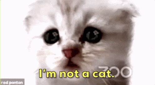 Im Not A Cat Cute GIF - Im Not A Cat Cute Uw U - Discover & Share GIFs
