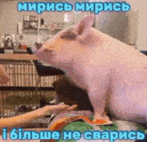 a pig is sitting on a person 's lap with a caption in foreign language