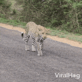 Leopard Is Approaching Viralhog GIF - Leopard Is Approaching Leopard Viralhog GIFs
