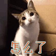 怎么了 GIF - Confuse Cat Wonder GIFs
