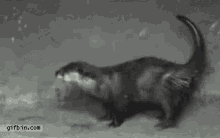 Otter Dance GIF - Otter Dance GIFs