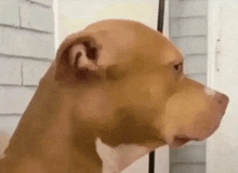 a close up of a brown dog 's head looking at something .