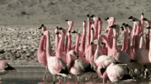 Flamingo Squad Goals GIF - Flamingo Squad Goals Winning GIFs