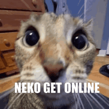 Neko Needs GIF - Neko Needs To GIFs