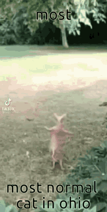 a cat is standing on its hind legs in the dirt in a yard .