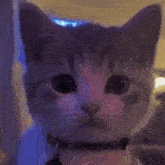 Pickle Cat GIF - Pickle Cat Emote GIFs