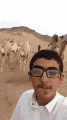 Camel Haha GIF