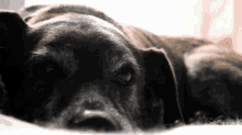 Yurt Dog GIF - Yurt Dog Holly GIFs