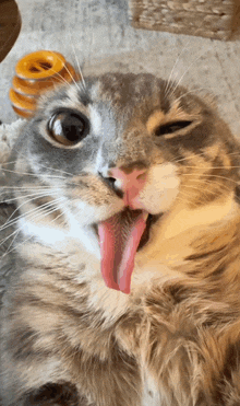a close up of a cat 's face with its tongue hanging out