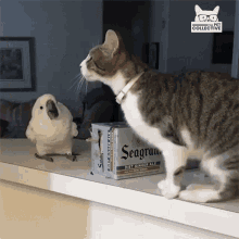 Cat Jump GIF - Cat Jump Parrot GIFs