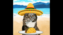 Tacos Taco Cat GIF - Tacos Taco Cat Cat GIFs
