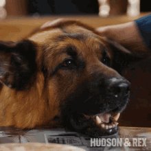 Petting My Dog Rex GIF - Petting My Dog Rex Good Dog GIFs