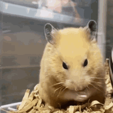 Nani Hamsters GIF - Nani Hamsters What GIFs