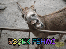 Fehmi GIF - Fehmi GIFs