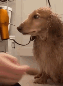 Dog Blow Dryer GIF - Dog Blow Dryer Paw GIFs