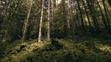 Through The Forest GIF
