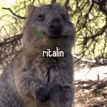 Animals With Captions Ritalin GIF - Animals With Captions Ritalin Animals Eating GIFs